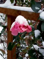 SDC12729.webp