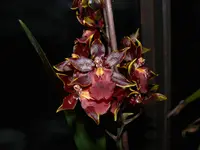 P1090356 Orchideen 7.webp