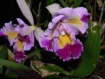 P1090404 orchideen 9.jpg