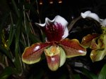 P1090412 orchideen 10.jpg