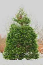 IMG_9392.webp