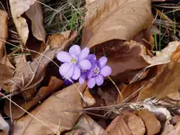Leberblümchen.webp