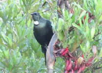 Tui November 10    E&E (1)v.webp