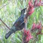 Tui November 10    E&E (3)v.webp