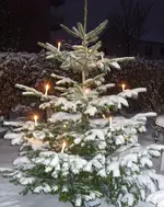Christbaum 7.webp