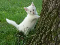 Katzeweiß.webp