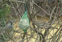 Spatz.webp