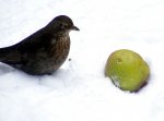 1024_Amsel I.jpg