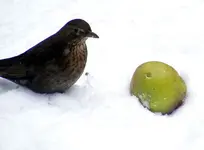 1024_Amsel I.webp