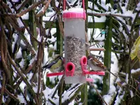 1024_Meislein u. Spatz.webp
