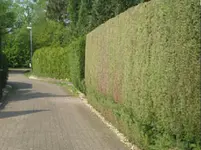 Opis Hecke.webp