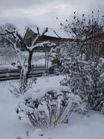 fetthenne+buddleja.webp