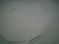 PIC00733.webp