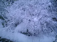PIC00740.webp