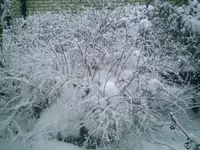 PIC00755.webp
