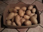 kanarische-kartoffeln-1.jpg