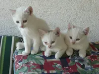 Katz1 (1).webp