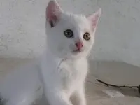 Katz1 (2).webp