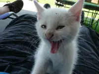 Katz1.webp