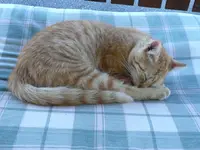 Kater rot.webp