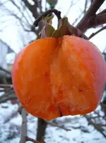 SANY5271kml.webp
