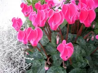 SANY1213lmk.webp
