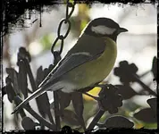 Kohlmeise.webp