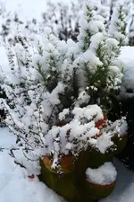 Rosmarineis2.webp
