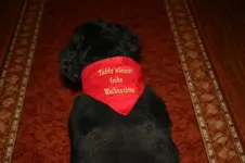 Teddy Tuch.webp