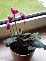 P1010006.webp