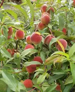 P8108378.webp