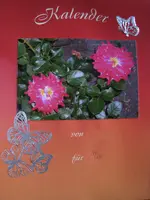 IMG_7805 72 pix.webp