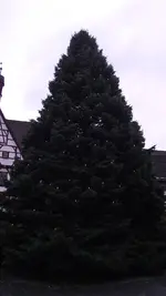 12.12.2010 010.webp