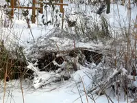SDC12800.webp