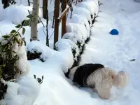 SDC12799.webp