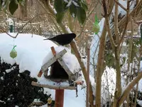 SDC12813.webp