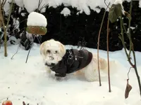 SDC12819.webp