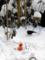 SDC12814.webp