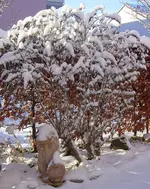 Sommerflieder im Schnee.webp
