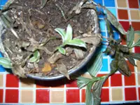 BILD0964.webp