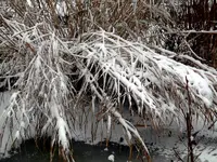 SDC12874.webp