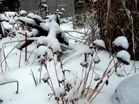 SDC12883.webp