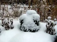 SDC12885.webp
