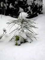 SDC12887.webp