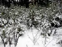 SDC12853.webp