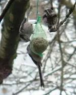 Schwanzmeisen 1.webp