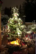 Fotowettbewerb Tannenbaum.webp