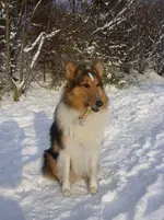 Schnee auf der Heide 030.webp