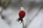 hagebutte mit schnee.jpg