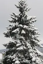 schneetanne.webp